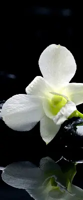 Fensterrollo mit dem Design Orchideen und Eleganz