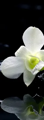Fensterrollo mit dem Design Orchideen und Eleganz