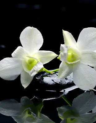 Fensterrollo mit dem Design Orchideen und Eleganz