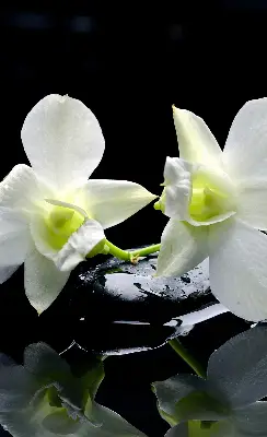 Fensterrollo mit dem Design Orchideen und Eleganz