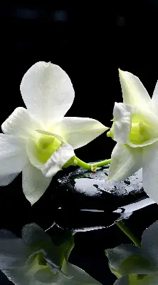 Fensterrollo mit dem Design Orchideen und Eleganz