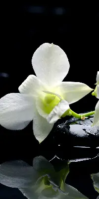 Fensterrollo mit dem Design Orchideen und Eleganz