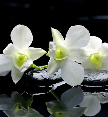 Fensterrollo mit dem Design Orchideen und Eleganz