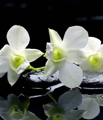 Fensterrollo mit dem Design Orchideen und Eleganz