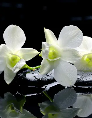 Fensterrollo mit dem Design Orchideen und Eleganz