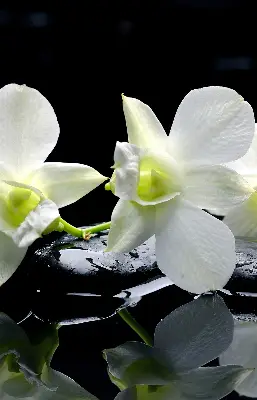 Fensterrollo mit dem Design Orchideen und Eleganz