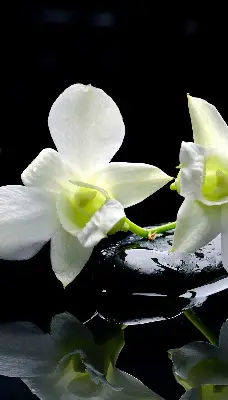 Fensterrollo mit dem Design Orchideen und Eleganz