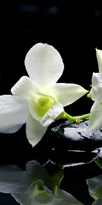 Fensterrollo mit dem Design Orchideen und Eleganz