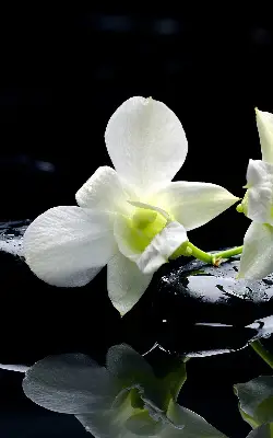 Fensterrollo mit dem Design Orchideen und Eleganz