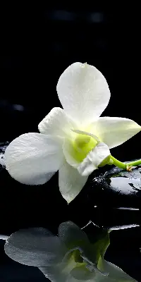 Fensterrollo mit dem Design Orchideen und Eleganz