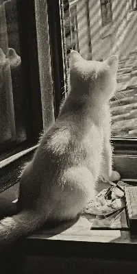 Rollo für Fenster mit Katzenmotiv