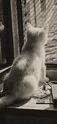 Rollo für Fenster mit Katzenmotiv