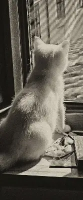 Rollo für Fenster mit Katzenmotiv