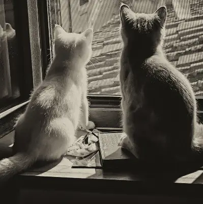 Rollo für Fenster mit Katzenmotiv