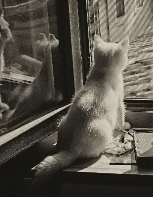 Rollo für Fenster mit Katzenmotiv