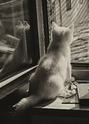 Rollo für Fenster mit Katzenmotiv