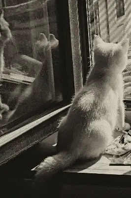 Rollo für Fenster mit Katzenmotiv