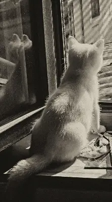 Rollo für Fenster mit Katzenmotiv