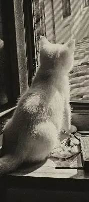 Rollo für Fenster mit Katzenmotiv