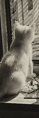 Rollo für Fenster mit Katzenmotiv
