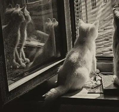 Rollo für Fenster mit Katzenmotiv