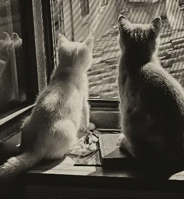 Rollo für Fenster mit Katzenmotiv