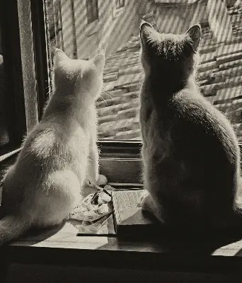 Rollo für Fenster mit Katzenmotiv
