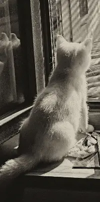 Rollo für Fenster mit Katzenmotiv