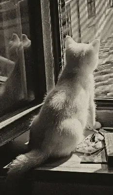 Rollo für Fenster mit Katzenmotiv