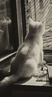 Rollo für Fenster mit Katzenmotiv