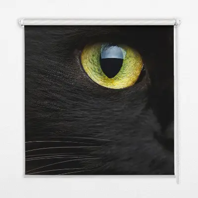 Fensterrollo mit Katzenaugen-Motiv
