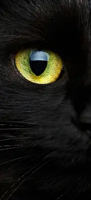 Fensterrollo mit Katzenaugen-Motiv