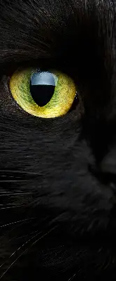 Fensterrollo mit Katzenaugen-Motiv