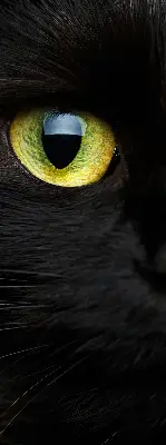 Fensterrollo mit Katzenaugen-Motiv