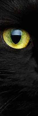 Fensterrollo mit Katzenaugen-Motiv