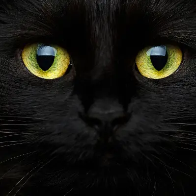 Fensterrollo mit Katzenaugen-Motiv