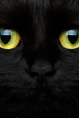 Fensterrollo mit Katzenaugen-Motiv