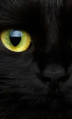 Fensterrollo mit Katzenaugen-Motiv