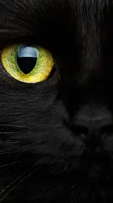 Fensterrollo mit Katzenaugen-Motiv