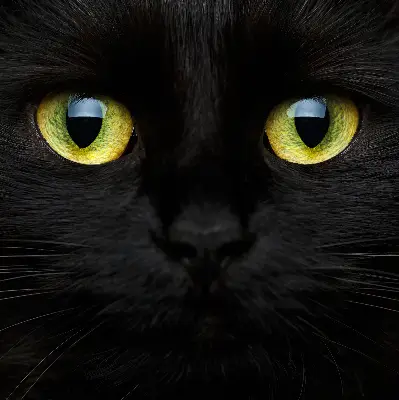 Fensterrollo mit Katzenaugen-Motiv