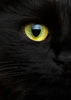 Fensterrollo mit Katzenaugen-Motiv