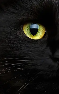 Fensterrollo mit Katzenaugen-Motiv