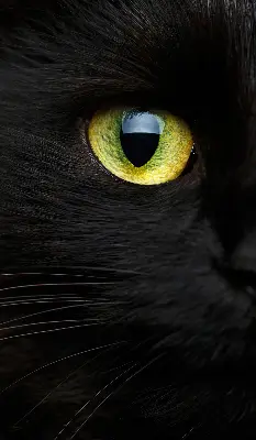Fensterrollo mit Katzenaugen-Motiv