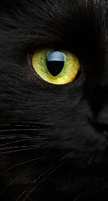 Fensterrollo mit Katzenaugen-Motiv