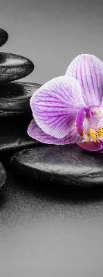 Fensterrollo mit dem Motiv Orchidee auf Steinen