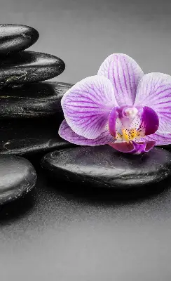 Fensterrollo mit dem Motiv Orchidee auf Steinen