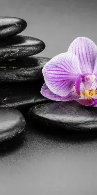 Fensterrollo mit dem Motiv Orchidee auf Steinen