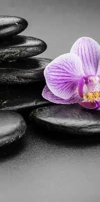 Fensterrollo mit dem Motiv Orchidee auf Steinen