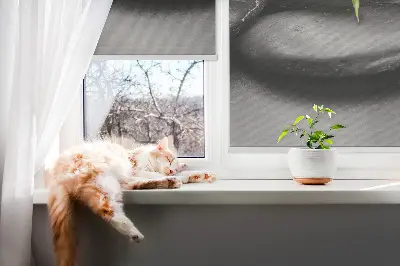 Fensterrollo mit dem Motiv Orchidee auf Steinen