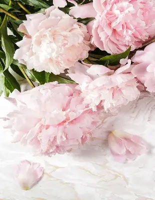 Fensterrollo für den Innenbereich mit Blumenmuster